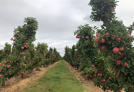 How Aussies Live: Life on a fruit farm
