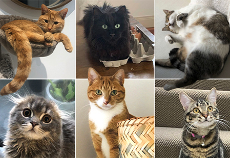 Our cats’ favourite things