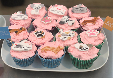 Temple & Webster celebrates RSPCA Cupcake Day