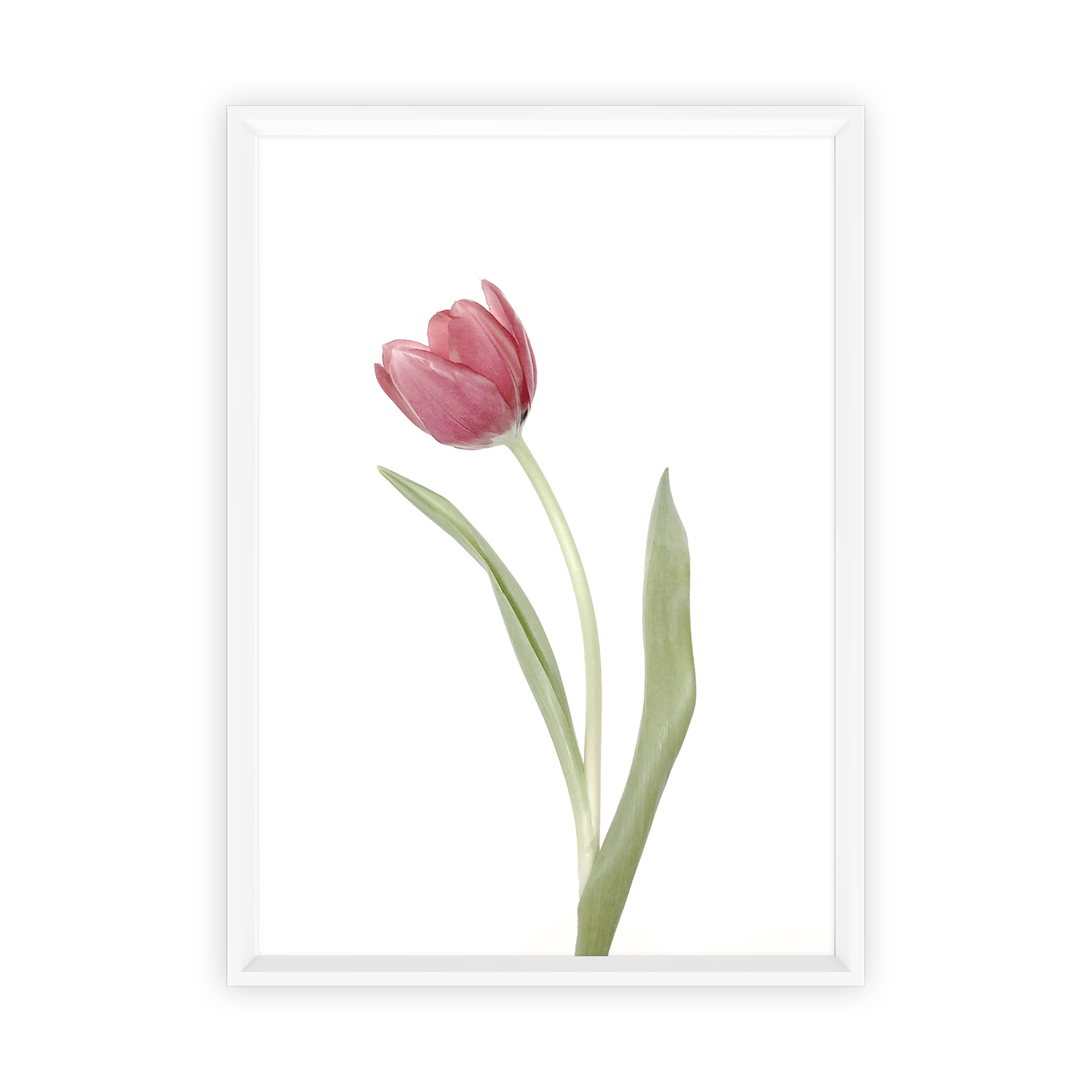 Simplicity Tulip Framed Printed Wall Art Temple Webster