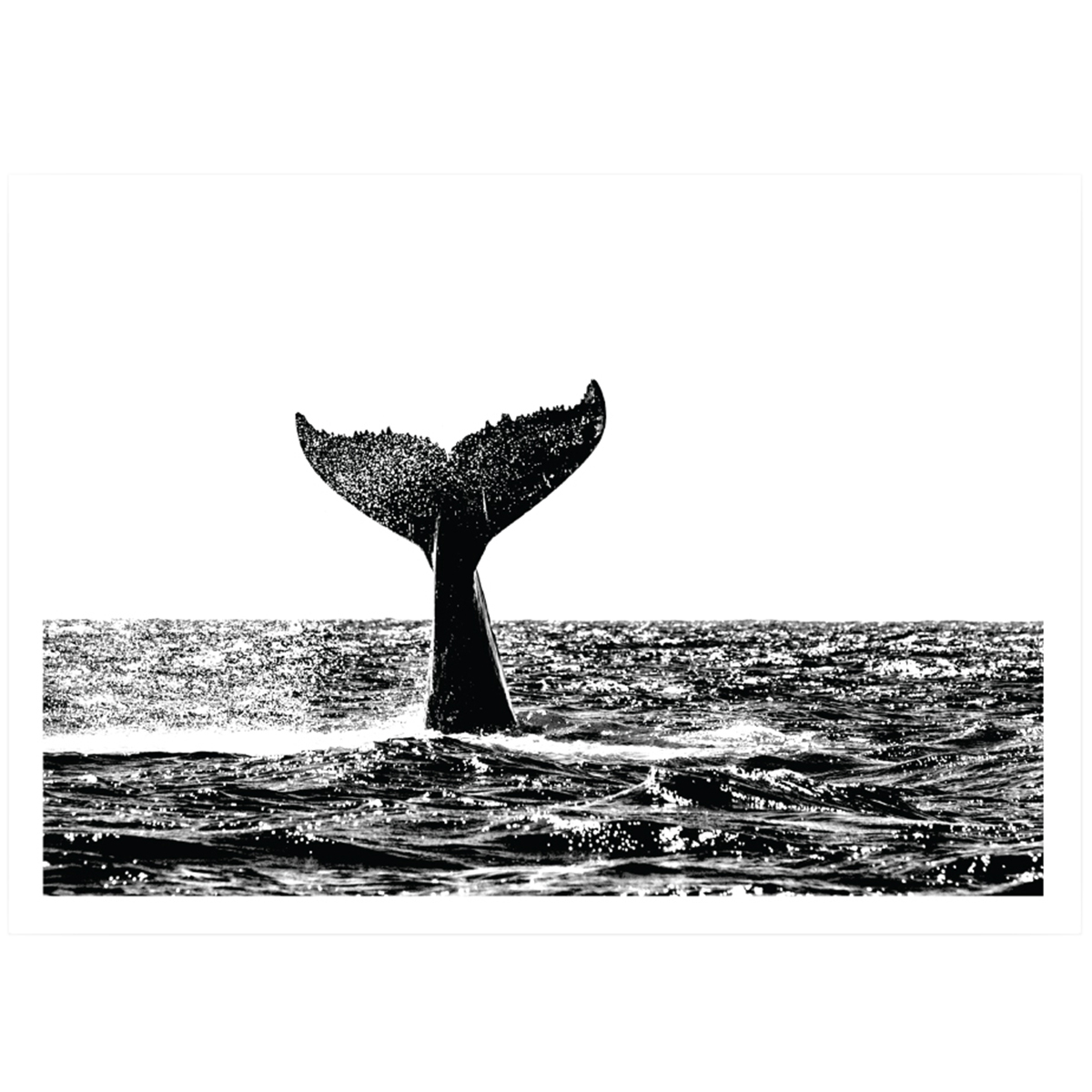 Humpback Whale Printed Wall Art Temple Webster Sku Demo1208 Humpback Whale Printed Wall Art Is Also Sometimes Listed Under The Following Manufacturer Numbers Dm578 29 7x42 50x70 60x90