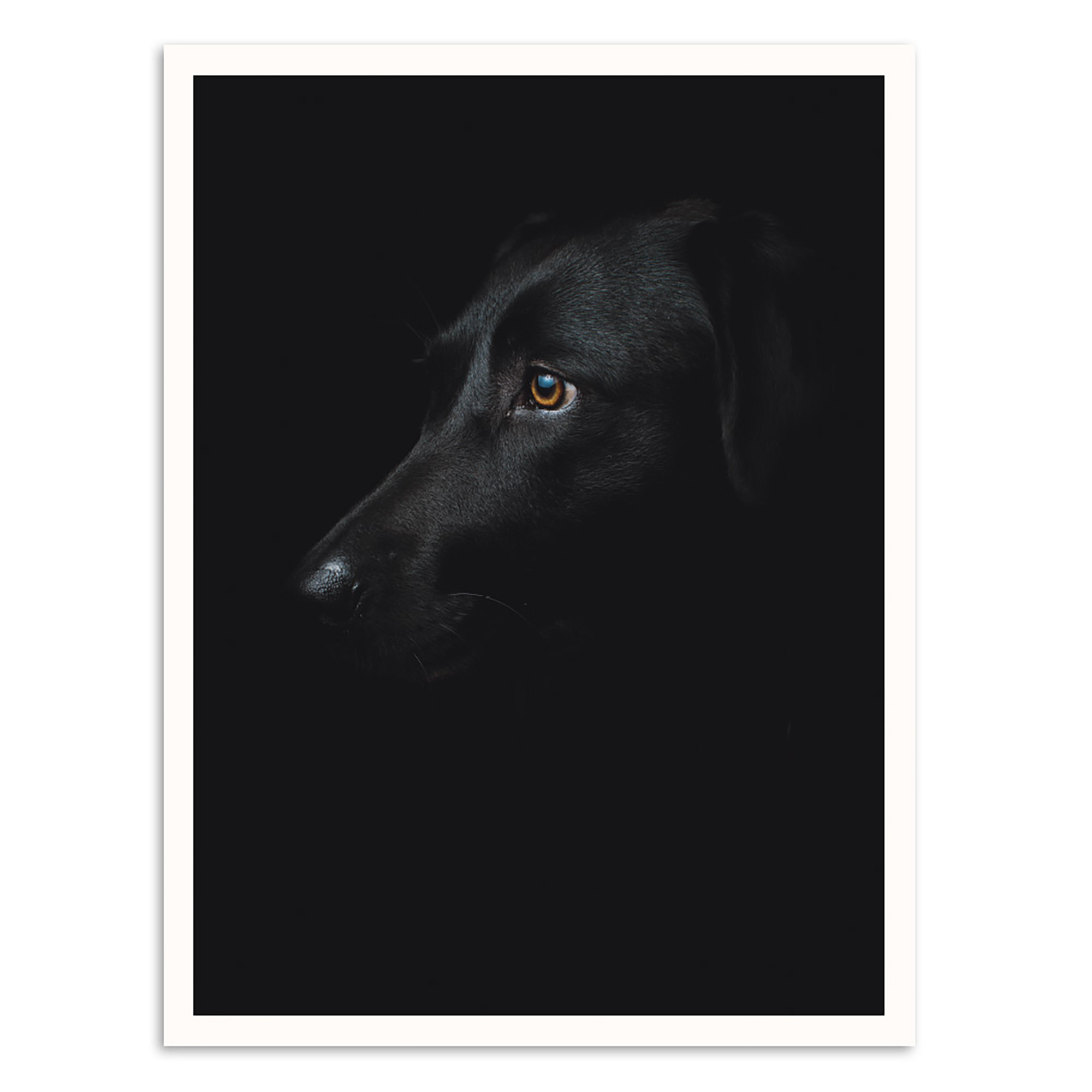 Photographers Lane Black Dog Printed Wall Art Reviews Temple Webster