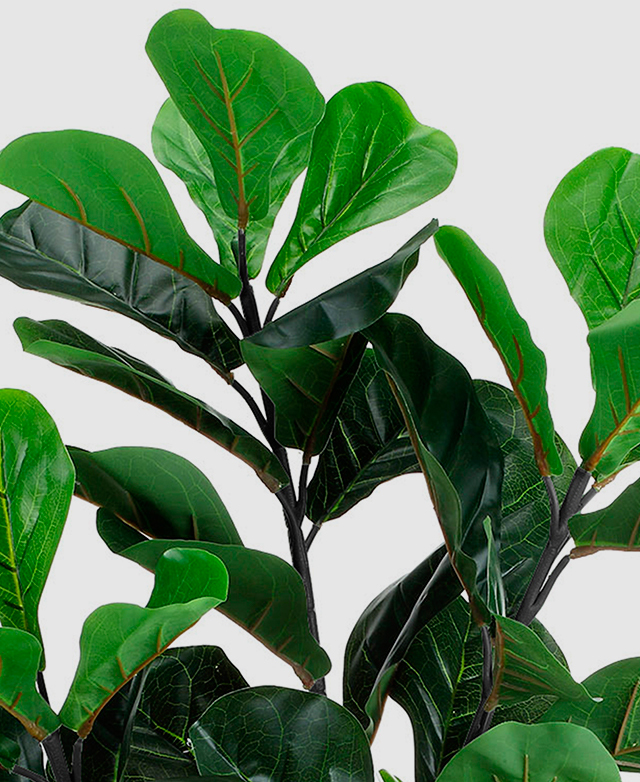 Shiny, waxy leaves Shiny, waxy leaves