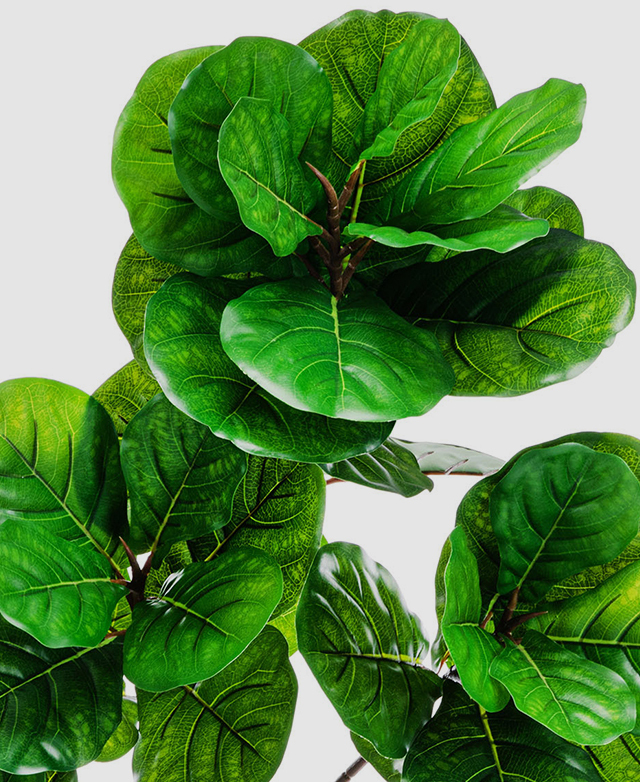 Life-like plastic fiddle leaves close up highlight the veins and varying shades of green. Life-like plastic fiddle leaves close up highlight the veins and varying shades of green.