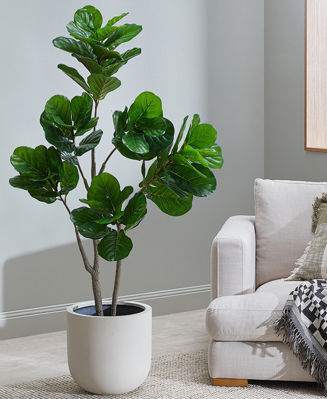 A fig tree is in a white pot on a neutral woven rug next to a cream armchair. A fig tree is in a white pot on a neutral woven rug next to a cream armchair.