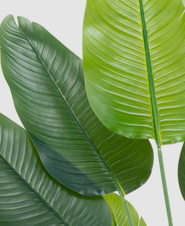 Tapered leaves are depicted close up to present the vein effect and rich green hue.