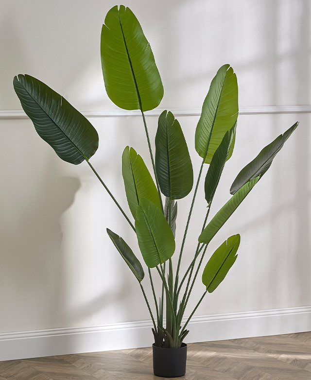 The full plant is shown in a bright room, with shadows thrown against the white wall behind it.