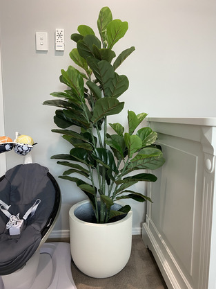 Maddison Lane 150cm Potted Faux Fiddle Leaf Tree | Temple & Webster