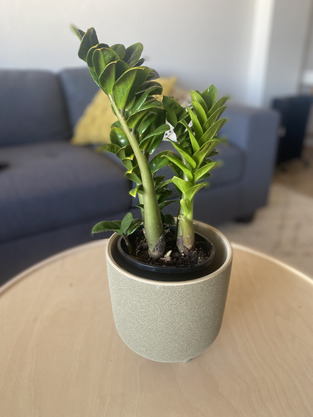 Linen House Kai Stoneware Planter Pot | Temple & Webster