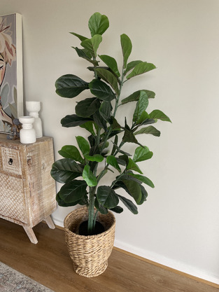 Maddison Lane 150cm Potted Faux Fiddle Leaf Tree | Temple & Webster