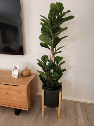 Maddison Lane 150cm Potted Faux Fiddle Leaf Tree | Temple & Webster