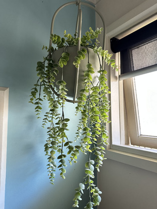 The Home Collective 60cm Hanging Potted Faux Silver Leaf Plant | Temple ...