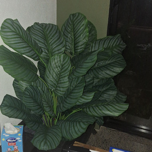 review image 0