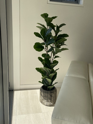 Maddison Lane 150cm Potted Faux Fiddle Leaf Tree | Temple & Webster