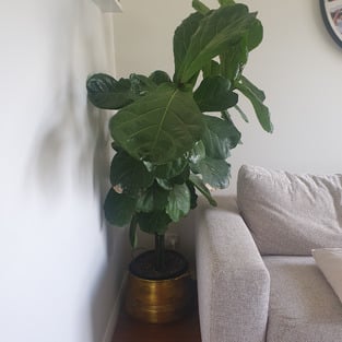 review image 1