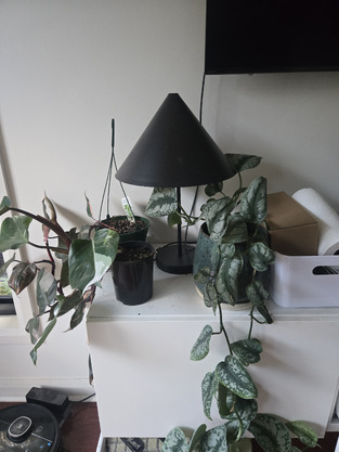 review image 0