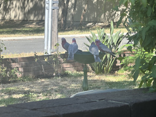 review image 0